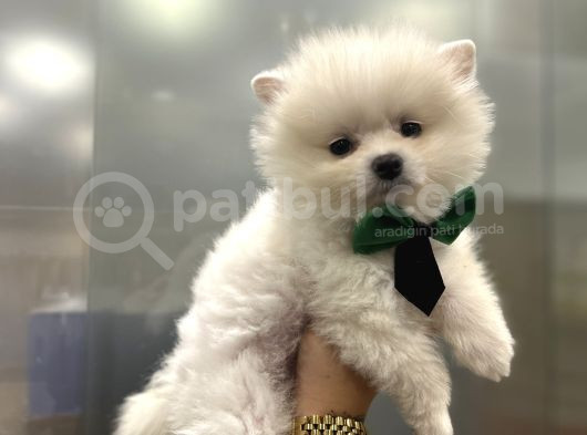 Pomerani̇an Boo Irk Garanti̇li̇ Yavrular