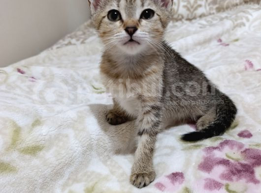 Sevi̇mli̇ Si̇yamlar görsel