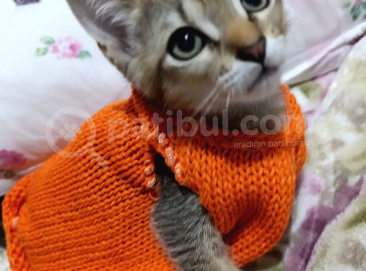Sevi̇mli̇ Si̇yamlar görsel