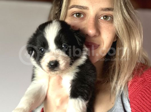 Border Collie Yavru görsel