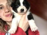 Border Collie Yavru