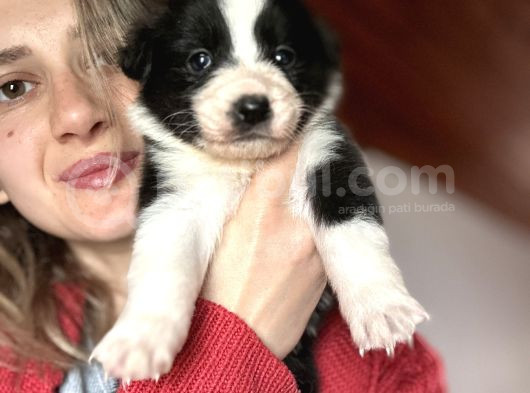 Border Collie Yavru