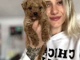 Toy poodle yavru