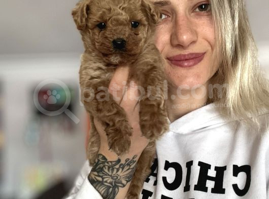 Toy Poodle Yavru