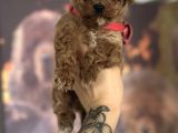 Toy Poodle Yavru