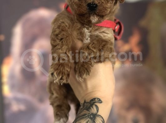 Toy Poodle Yavru görsel