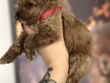 Toy Poodle Yavru