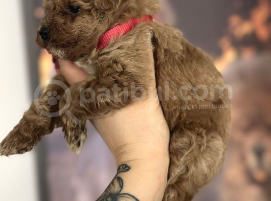 Toy Poodle Yavru görsel