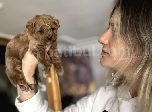 Toy Poodle Yavru görsel