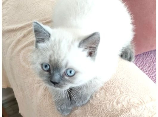 2 Aylık Beyaz Yavru Kedi
