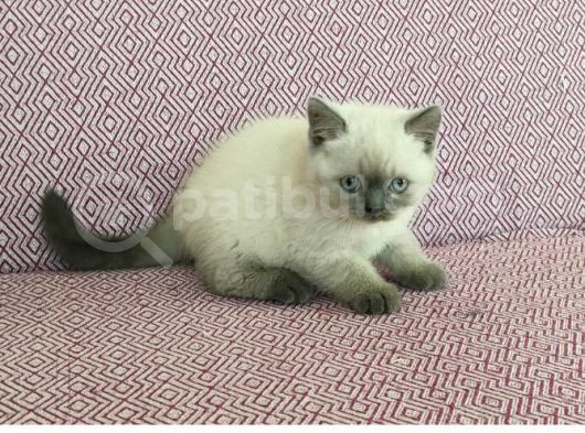 2 Aylık Beyaz Yavru Kedi görsel