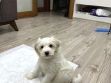 0 Numara Maltese 2 Aylık Erkek Yavrumuz
