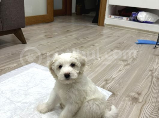0 Numara Maltese 2 Aylık Erkek Yavrumuz görsel