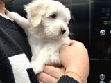 0 Numara Maltese 2 Aylık Erkek Yavrumuz
