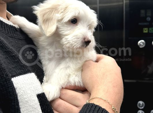 0 Numara Maltese 2 Aylık Erkek Yavrumuz görsel