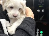 0 numara Maltese 2 aylık erkek yavrumuz