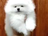 Ayı Suratlı Pomerri̇an Boo Yavrumuz