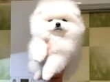 Ayı suratlı POMERRİAN BOO YAVRUMUZ