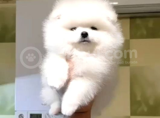 Ayı Suratlı Pomerri̇an Boo Yavrumuz