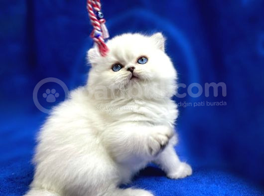 İpek Tüylü Ns1133 British Longhair görsel