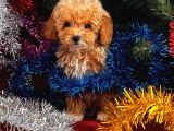 Toy Poodle Yavrularimiz Hazir
