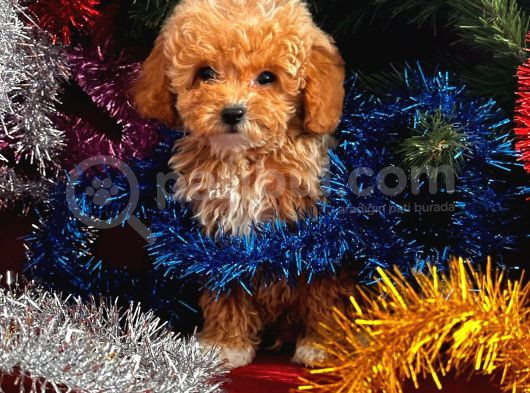 Toy Poodle Yavrularimiz Hazir görsel