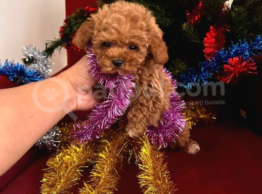 Toy Poodle Yavrularimiz Hazir