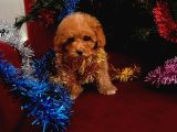 Toy Poodle Yavrularimiz Hazir