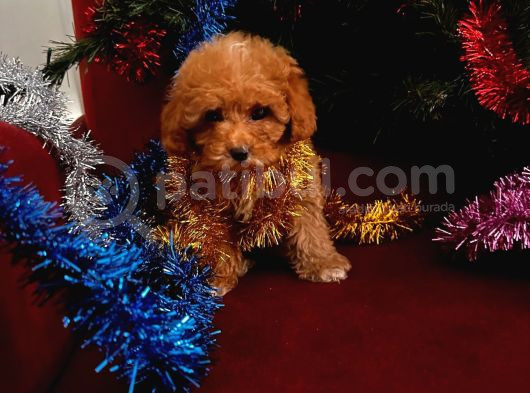 Toy Poodle Yavrularimiz Hazir görsel
