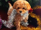 Toy Poodle Yavrularimiz Hazir