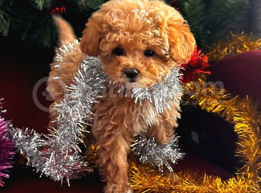Toy Poodle Yavrularimiz Hazir görsel