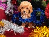 Toy Poodle Yavrularimiz Hazir