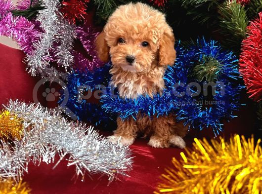 Toy Poodle Yavrularimiz Hazir görsel