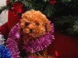 Toy Poodle Yavrularimiz Hazir