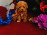 Toy Poodle Yavrularimiz Hazir