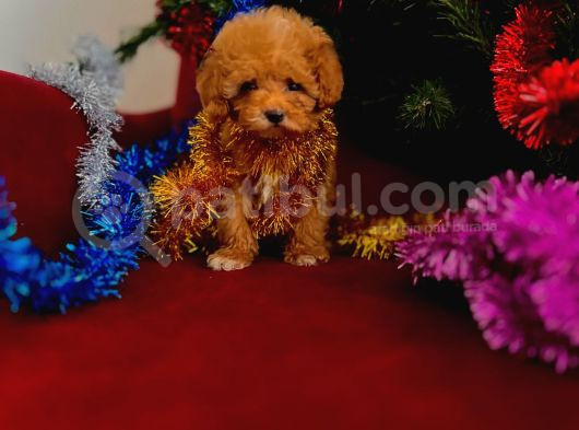 Toy Poodle Yavrularimiz Hazir görsel