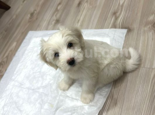 0 Numara Maltese 2 Aylık Erkek Yavrumuz görsel