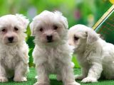 Maltese Terri̇er Yavru