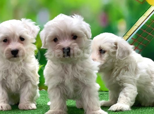 Maltese Terri̇er Yavru görsel