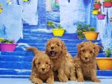 Toy Poodle Yavru