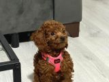 29Ağustos Doğumlu Mi̇nyatür Poodle