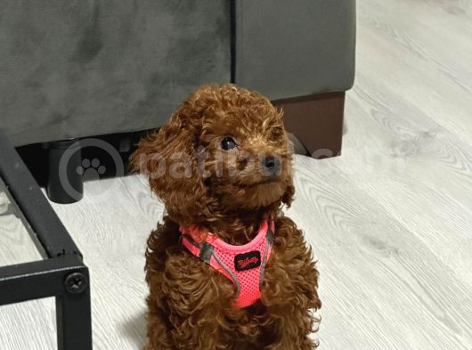 29Ağustos Doğumlu Mi̇nyatür Poodle görsel