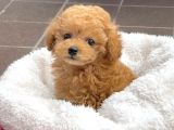 Red Braw Kıpkırmızı Ev Üretimi Tooy Poodle
