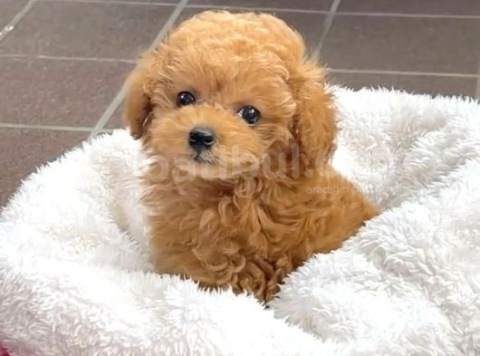 Mini Boy Puppy Kıpkırmızı Red Tooy Poodle
