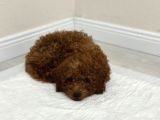 29Ağustos Doğumlu Mi̇nyatür Poodle