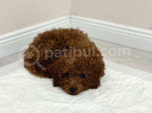 29Ağustos Doğumlu Mi̇nyatür Poodle görsel