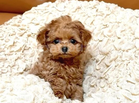 Mini Boy Puppy Kıpkırmızı Red Tooy Poodle görsel