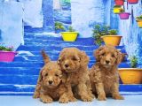 Toy Poodle Yavru