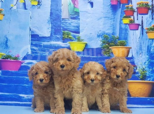 Toy Poodle Yavru görsel