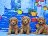 Toy Poodle Yavru
